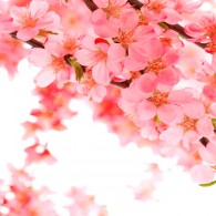 Цветущий вишневый сад