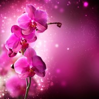Королевская орхидея