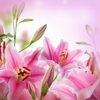 Розовые лилии розовый фон