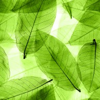 Текстура листьев макро