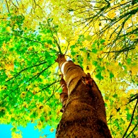 Дерево, желтый, зеленый